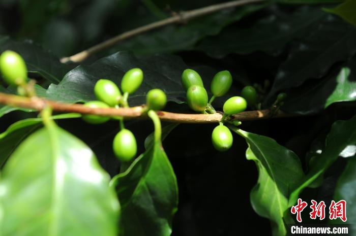 咖啡树上正结满还未成熟的绿色咖啡果。　张金川 摄