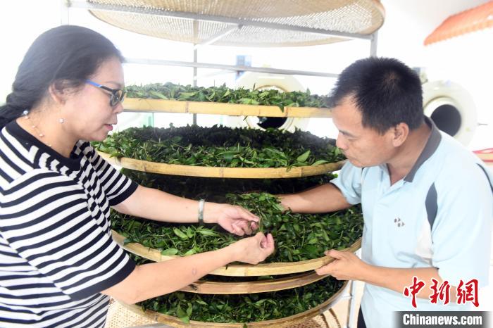 台湾“茶痴”广西寻种茶宝地倾力打造千亩理想茶园